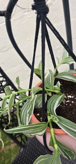 Tradescantia albiflora