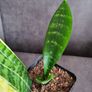 Sansevieria Image 3