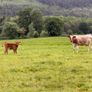 Shorthorn cows Image 2