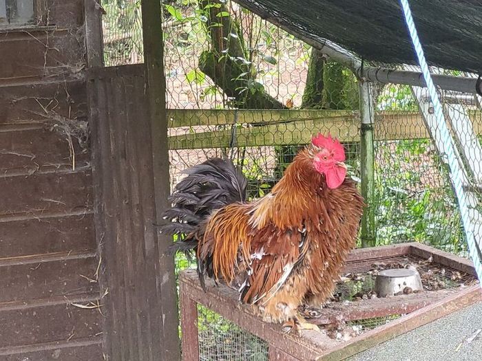Rooster frizzel feathered