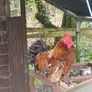 Rooster bantam, feathered feet Image 2