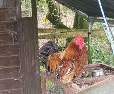 Rooster frizzel feathered