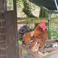 Rooster frizzel feathered