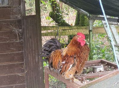 Rooster frizzel feathered