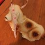 Dog with cute eyes Image 5
