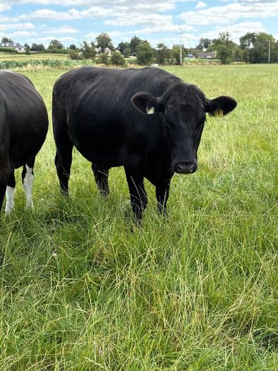 Angus bullocks