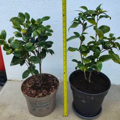 Camellia japonica