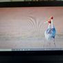 Packard Bell 15.6 inch Laptop, Model mNo. P5WS0, Intel Core i3-2310M CPU, 2.1GHz, 6GB Ram, 500GB Ram, Windows 10, Microsoft Edge, Chrome and VLC Image 2