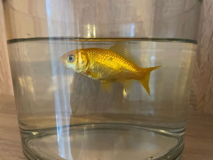 Goldfish Fish for adoption in Passage West, Cork from Boswell6