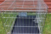 medium dog travel crate