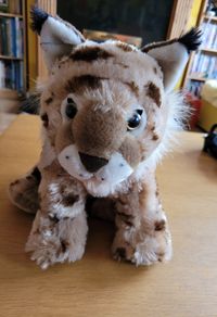 Wild cats / fox soft toy teddies