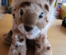 Wild cats / fox soft toy teddies