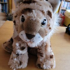 Wild cats / fox soft toy teddies