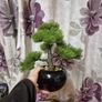 Bonzai Tree Image 7