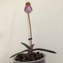 Paphiopedilum micranthum Image 2