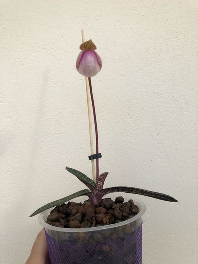Paphiopedilum micranthum