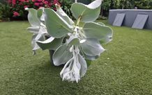 Plant Angel Wings Senecio