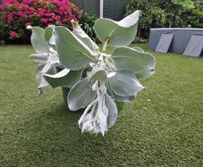 Plant Angel Wings Senecio