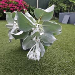 Plant Angel Wings Senecio