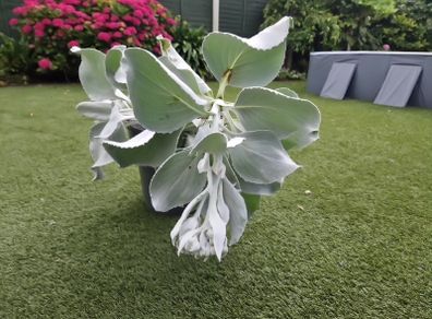 Plant Angel Wings Senecio