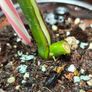 No.7 Baby Monstera Green On Green Image 5