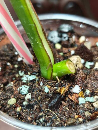 No.7 Baby Monstera Green On Green