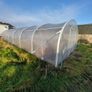 Polytunnel Image 4