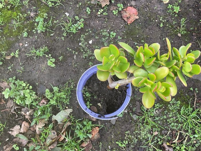 shrub