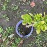 shrub Image 4