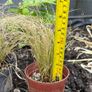 Evergreen grass - Carex "frosted curls" Image 3