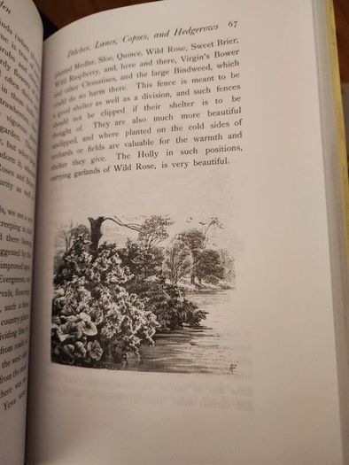The Wild Garden. By William Robinson. Hardback With Dustjacket In Good Condition.