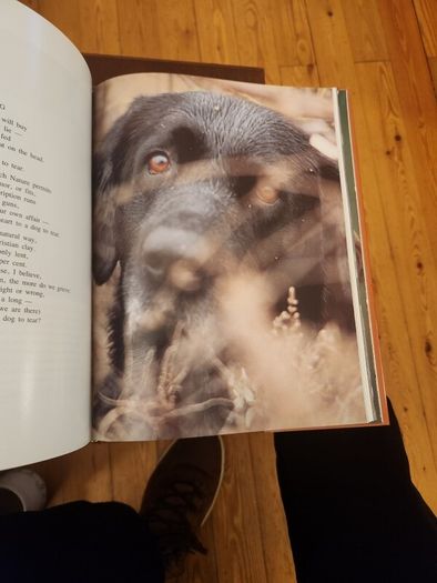 Just Dogs. A Literary & Photographic Tribute To The Great Hunting Breeds. First Edition Large Volume Hardback With Dustjacket In Very Good Condition. 36.