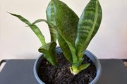 Snake plant