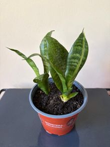 Snake plant