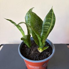 Snake plant