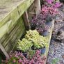 Large Heathers, three euros Image 6