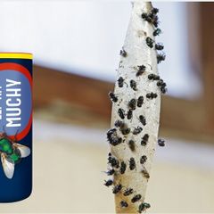 8 Pcs Proven Polish Flypaper