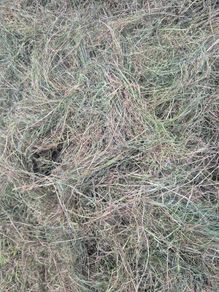 Silage Bales