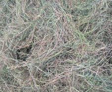Silage Bales