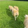 Texel ram lambs Image 4