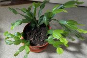 Christmas Cactus plant