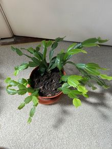 Christmas Cactus plant