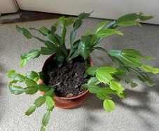 Christmas Cactus plant