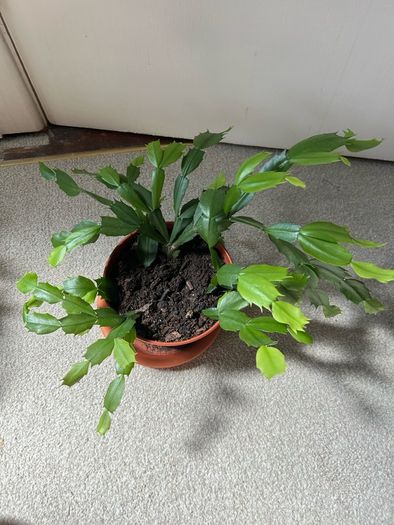 Christmas Cactus plant