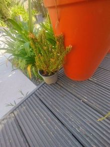 Heather plant
