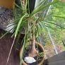 Pony Tail Palm Image 3