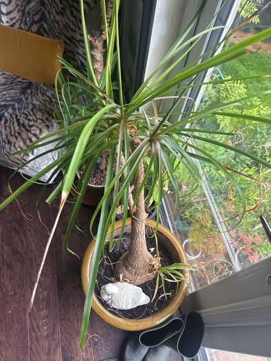 Pony Tail Palm