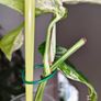 Epipremnum Pinnatum Marble Image 4