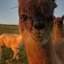 Alpaca's - Ballymac Alpaca Image 7