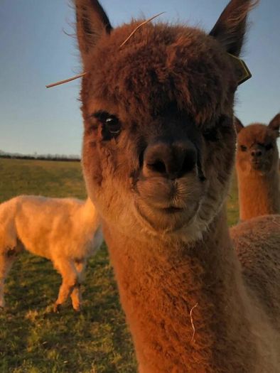 Alpaca's - Ballymac Alpaca